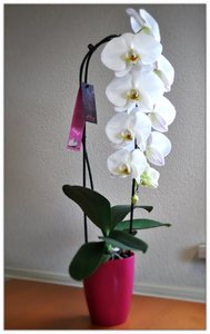 Alice Adventures orchidee witte cascade