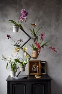 Orchidee Art of Life